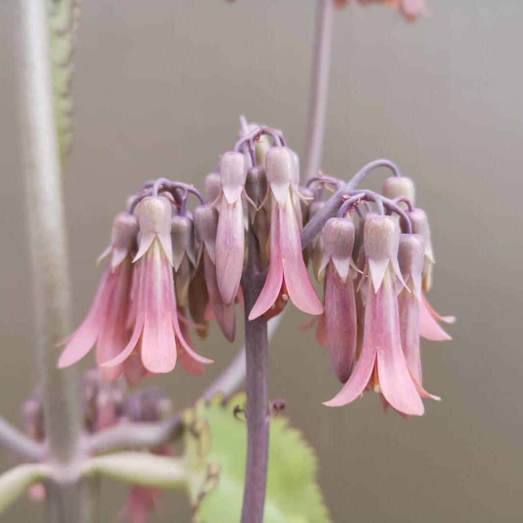 Kalanchoe daigremontiana