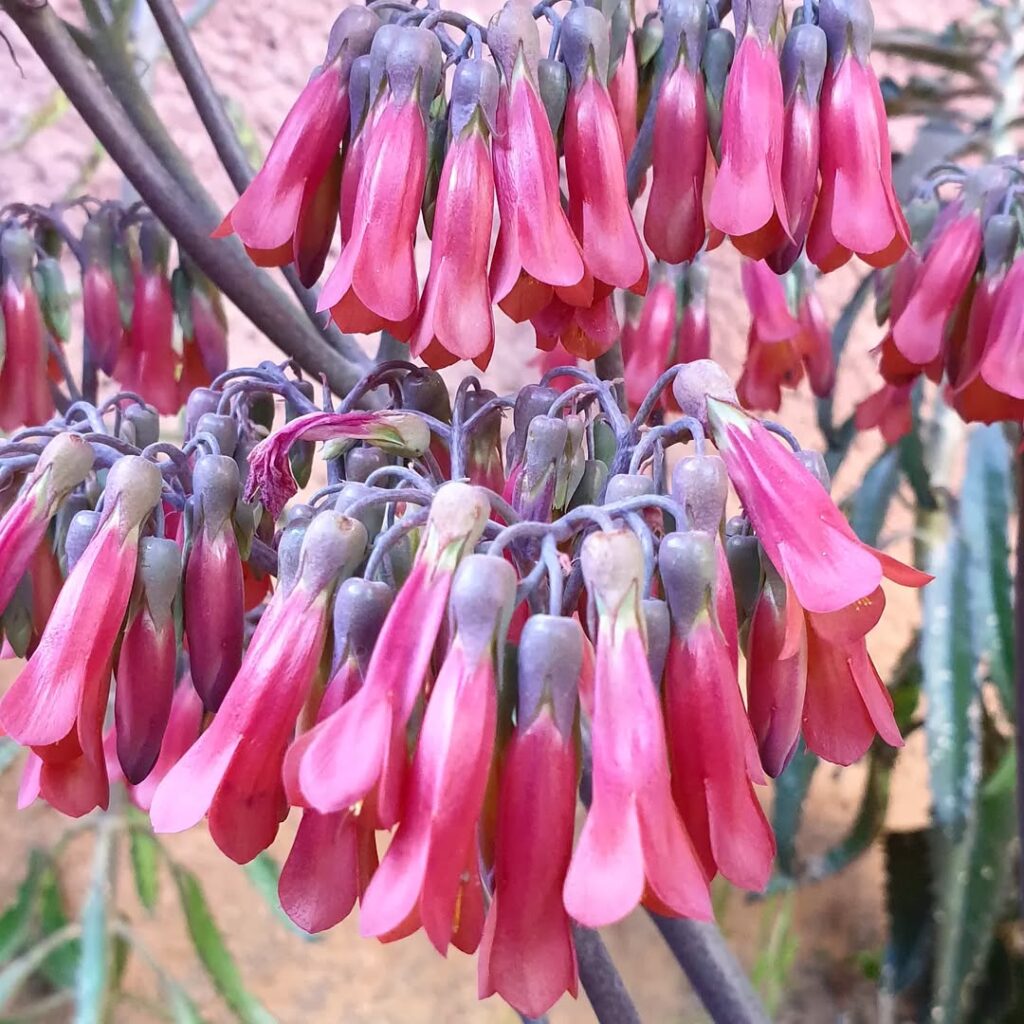 Kalanchoe delagoensis
