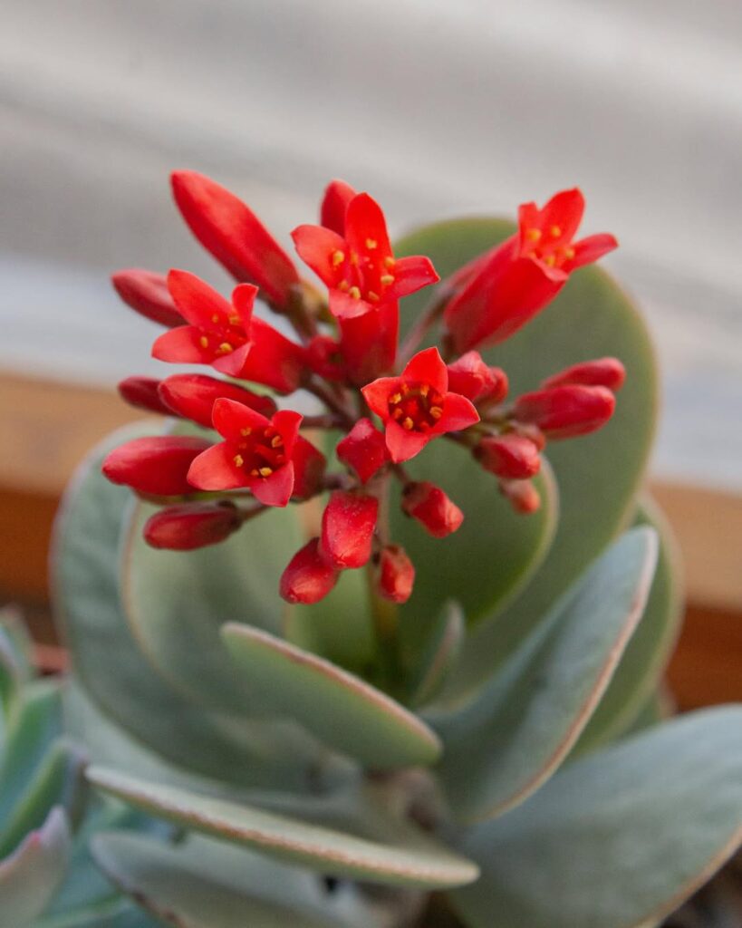 Kalanchoe farinacea