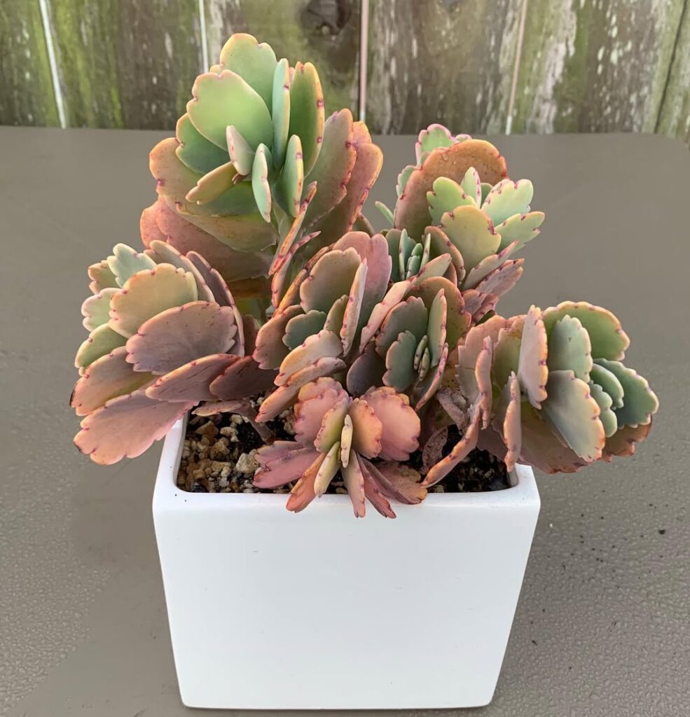 Kalanchoe fedtschenkoi