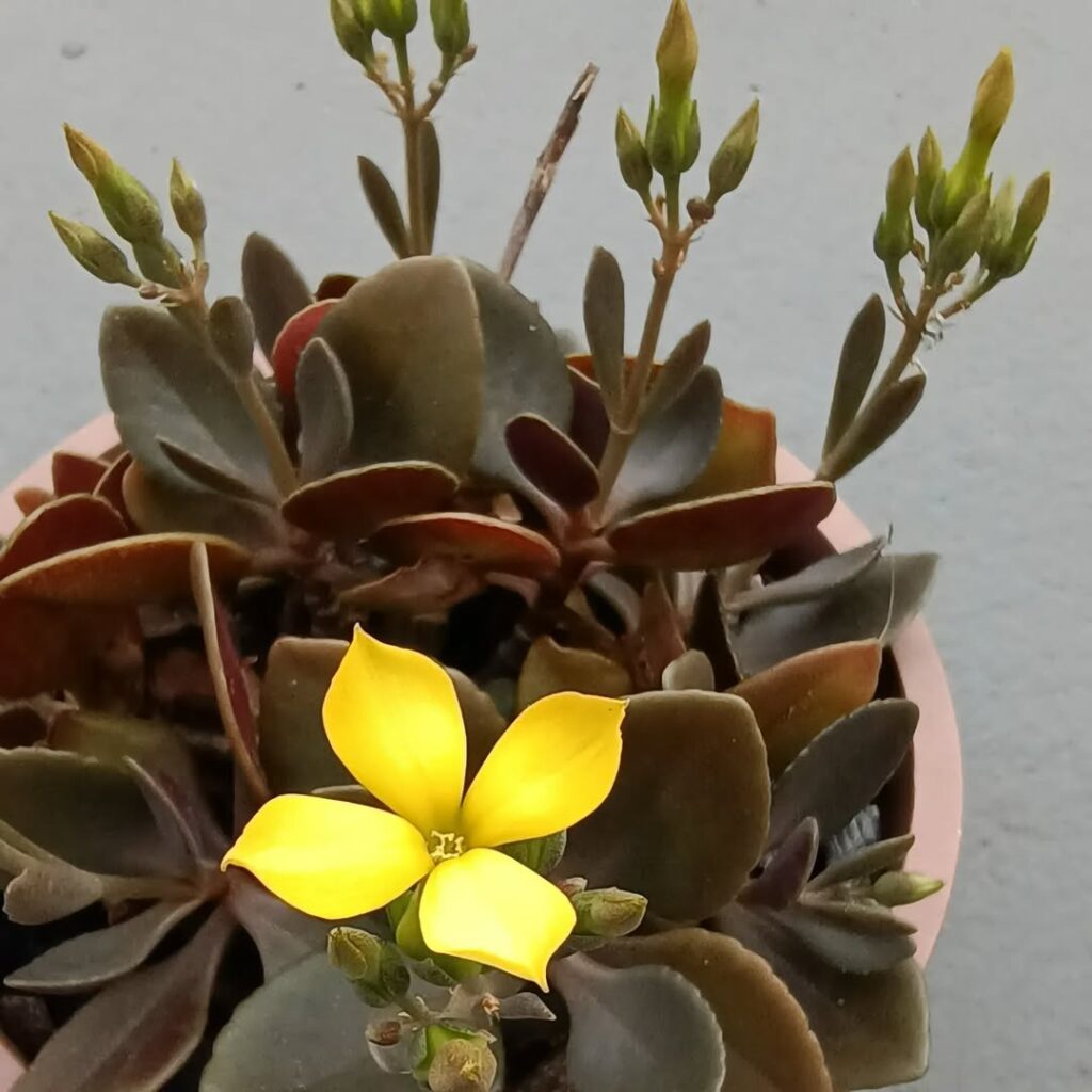 Kalanchoe garambiensis