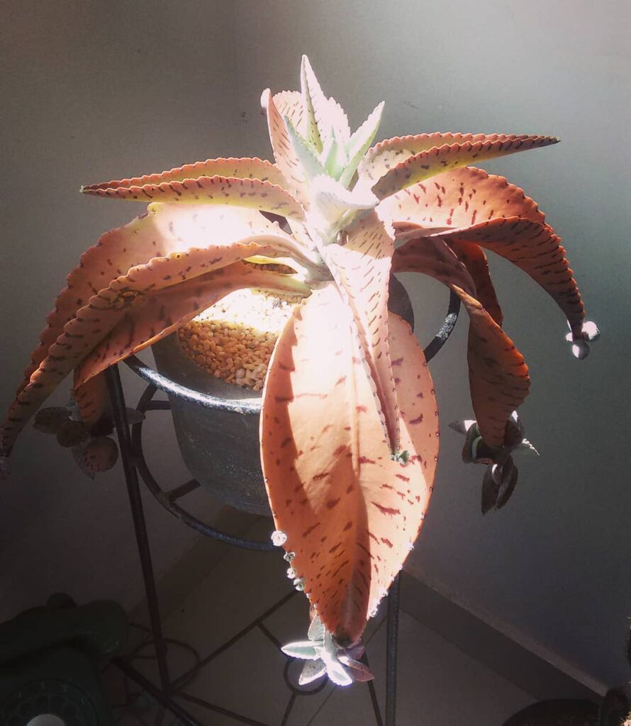 Kalanchoe gastonis bonnieri