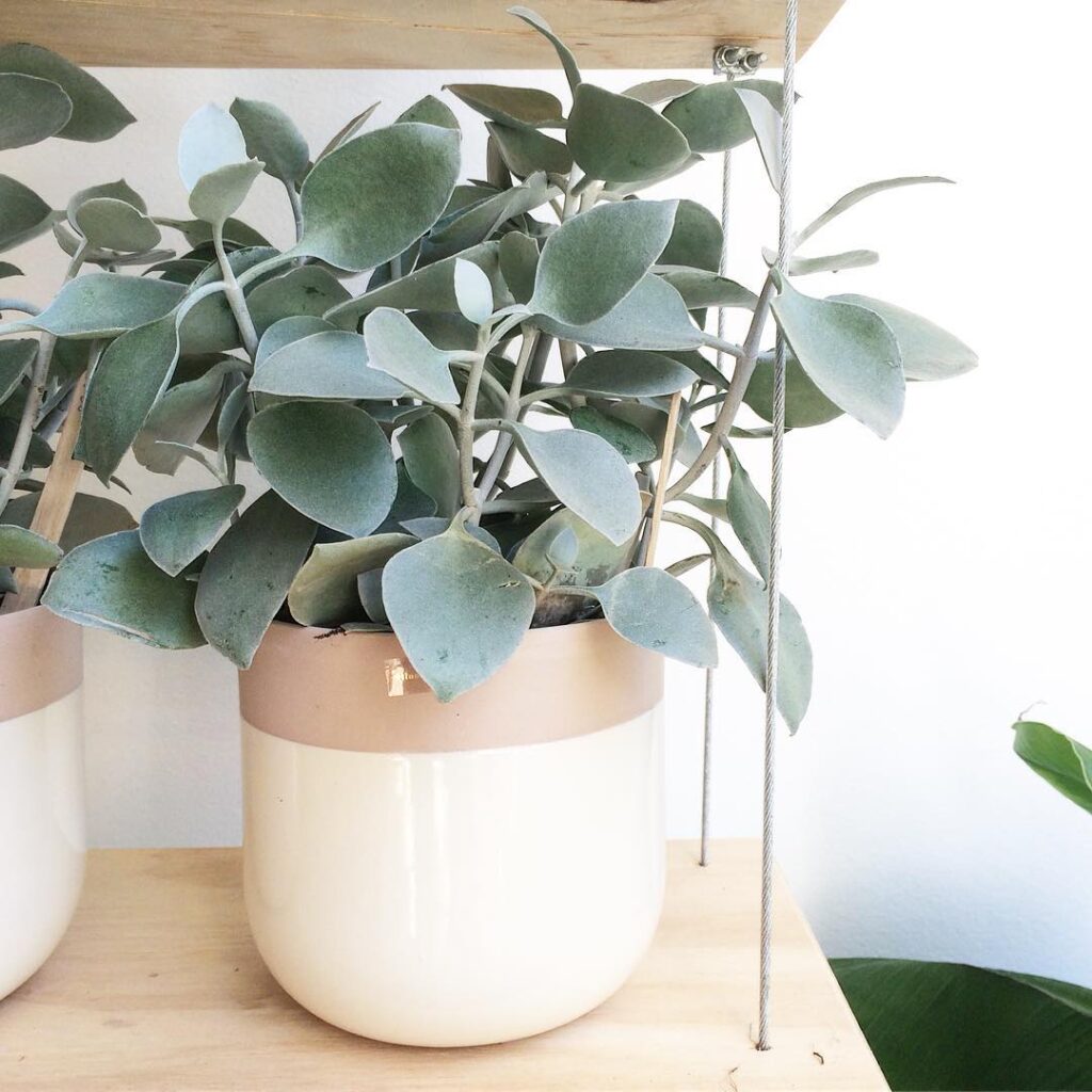Kalanchoe hildebrandtii