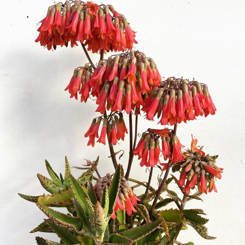 Kalanchoe houghtonii