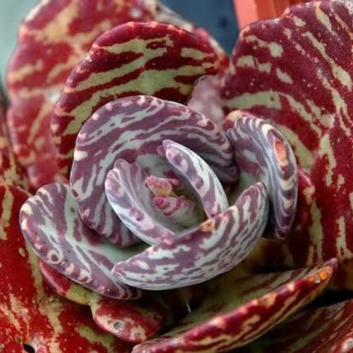 Kalanchoe humilis