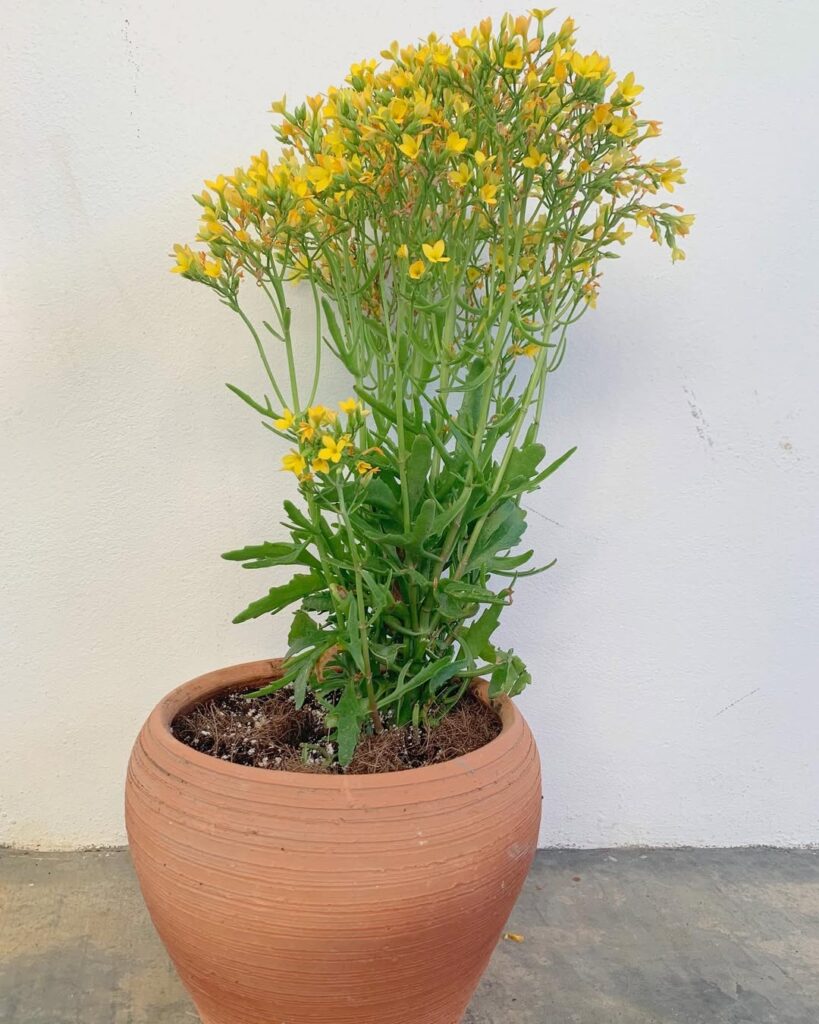 Kalanchoe laciniata