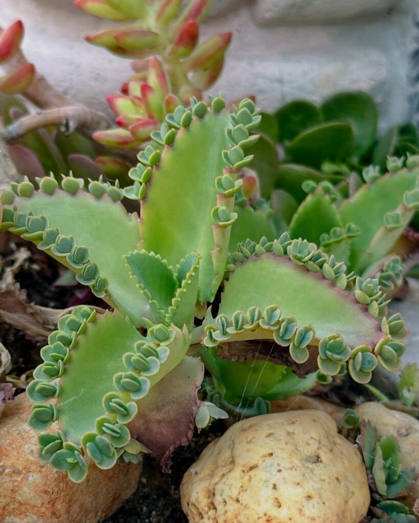 Kalanchoe laetivirens