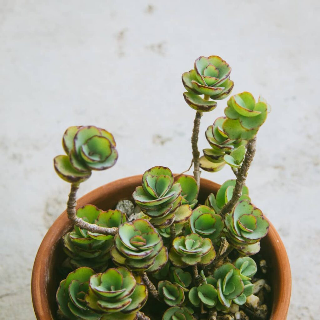 Kalanchoe laxiflora