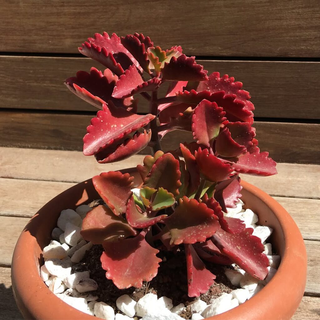 Kalanchoe longiflora
