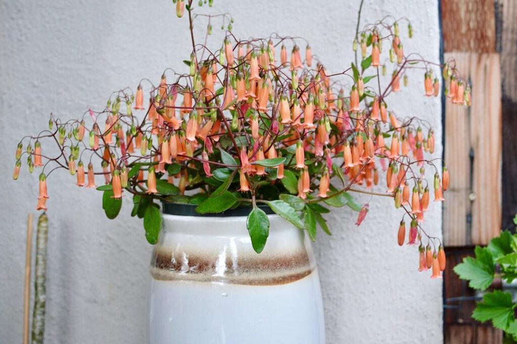 Kalanchoe manginii