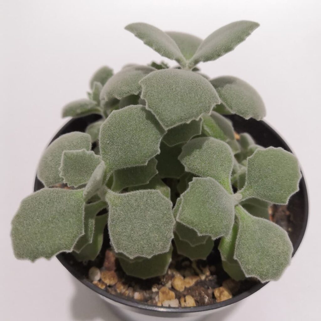 Kalanchoe millotii