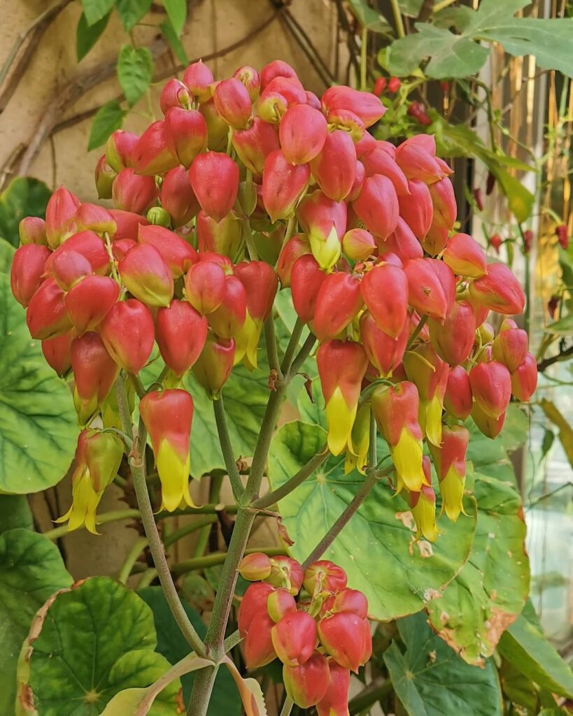 Kalanchoe mortagei