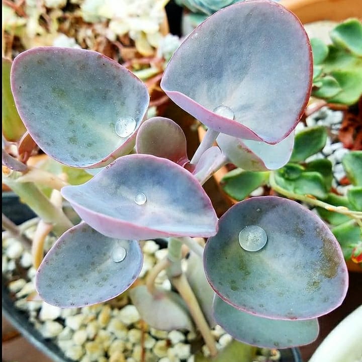 Kalanchoe nyikae