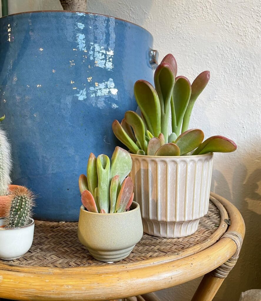 Kalanchoe oricula