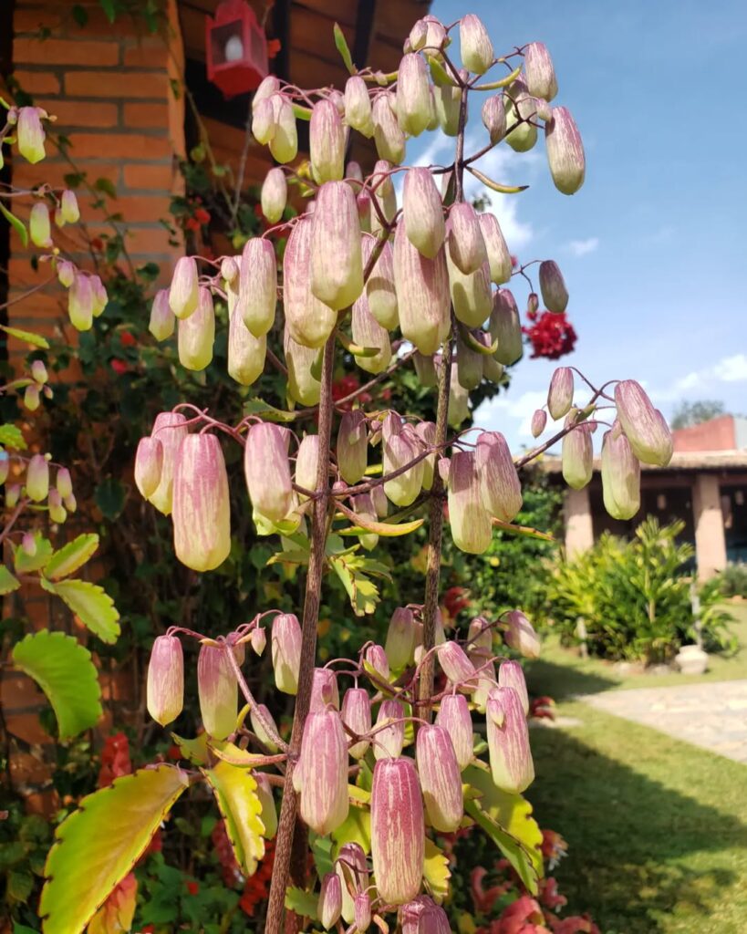 Kalanchoe pinnata