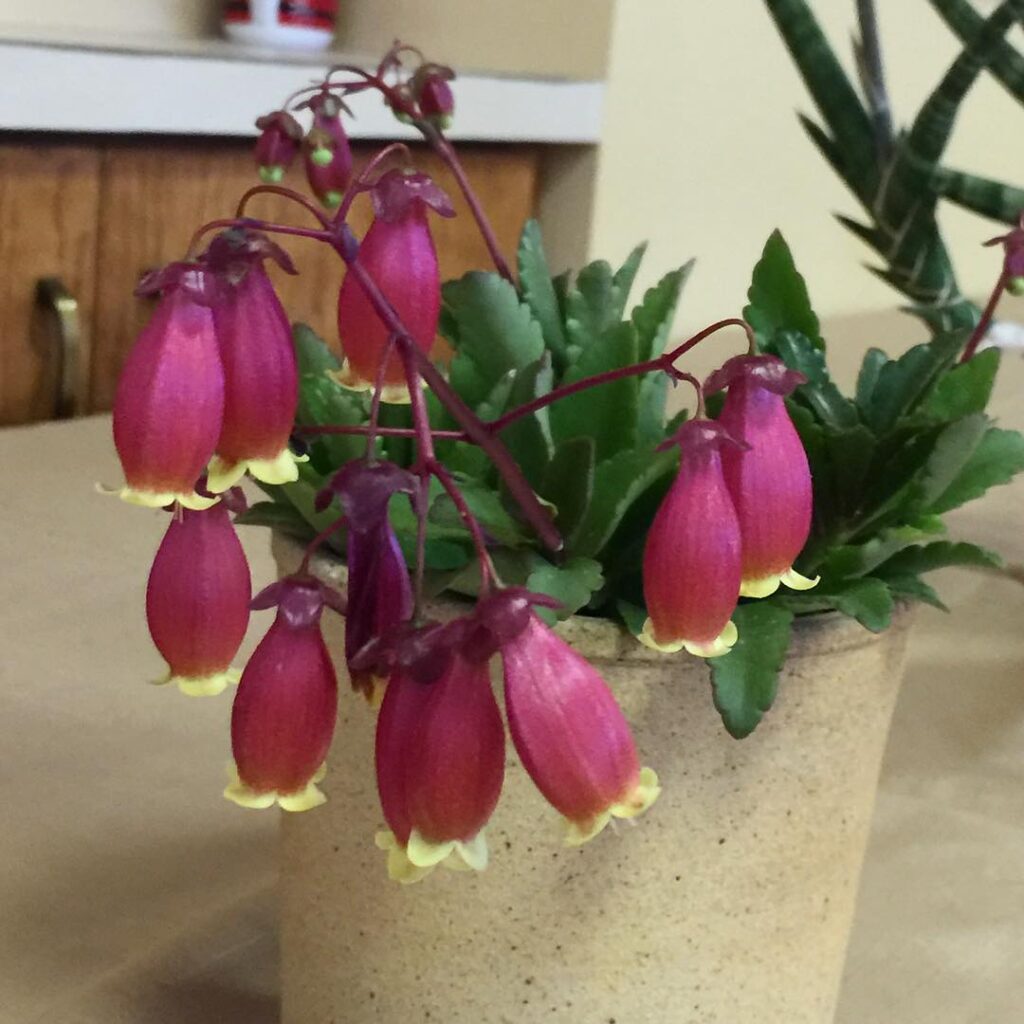 Kalanchoe porphyrocalyx