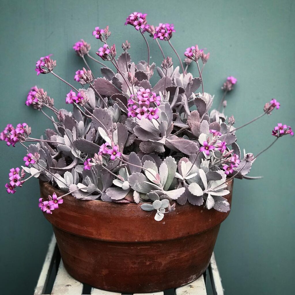 Kalanchoe pumila
