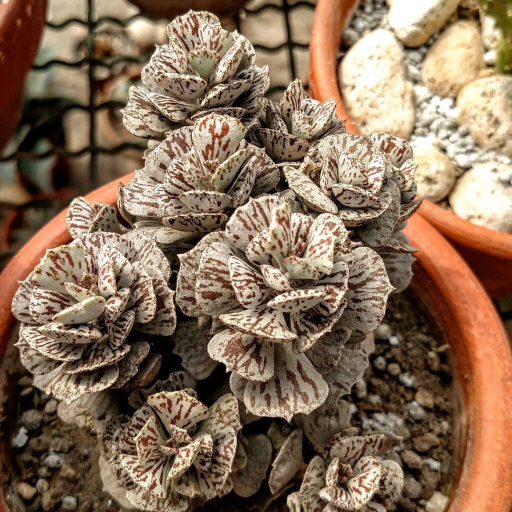 Kalanchoe rhombopilosa