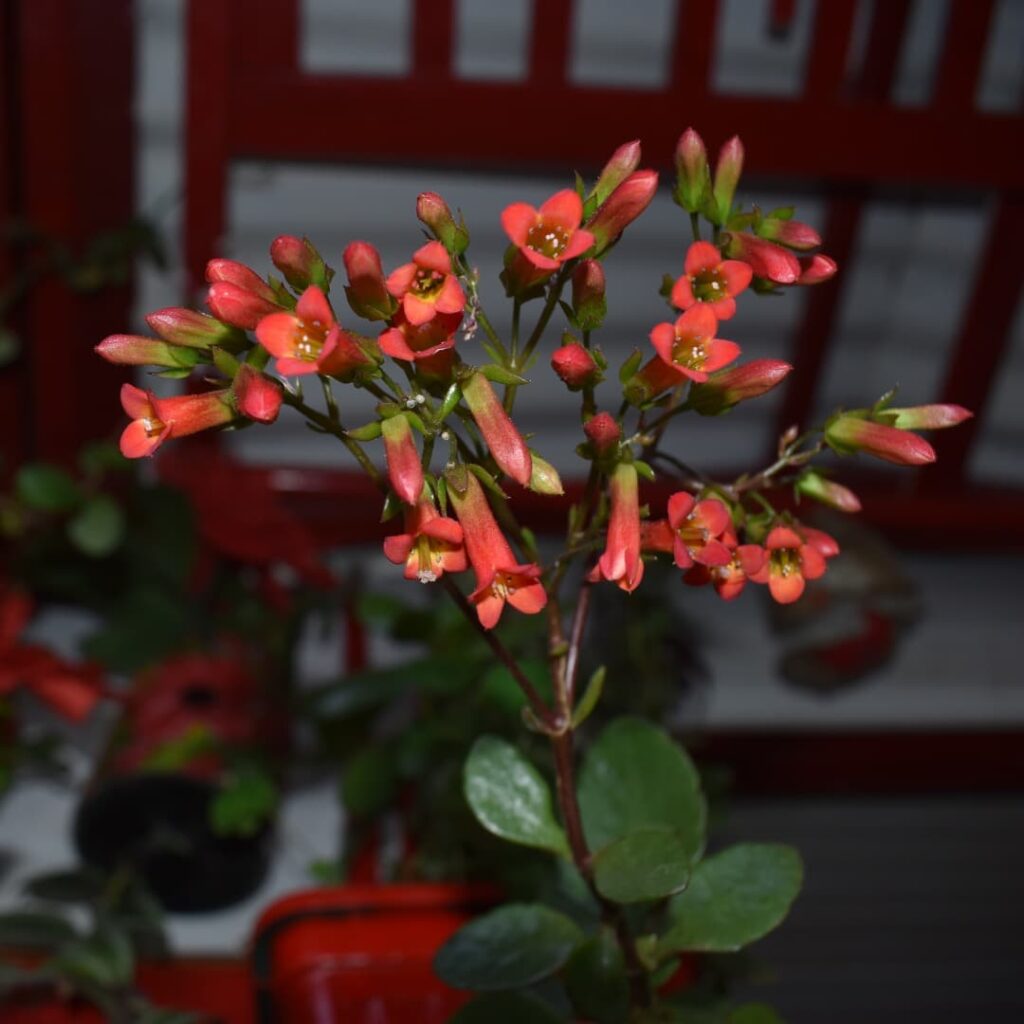 Kalanchoe robusta