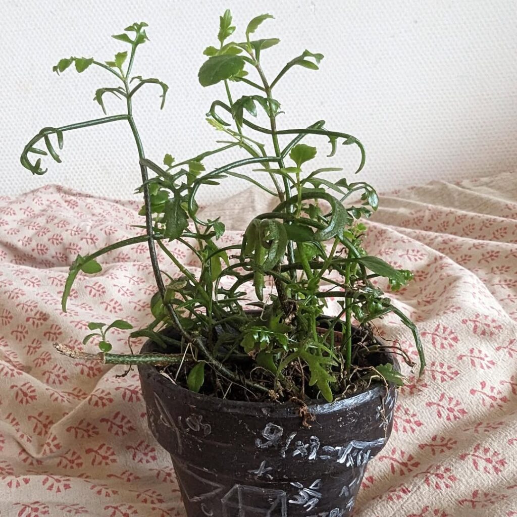 Kalanchoe schizophylla