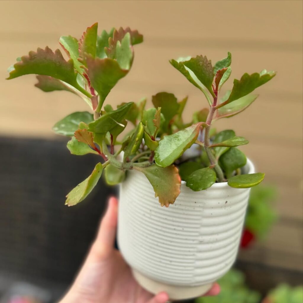 Kalanchoe sexangularis