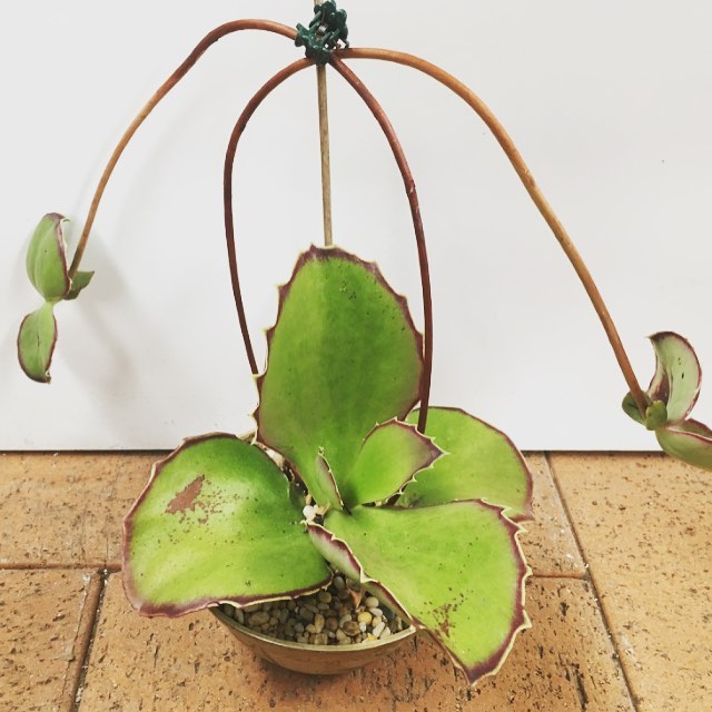 Kalanchoe synsepala