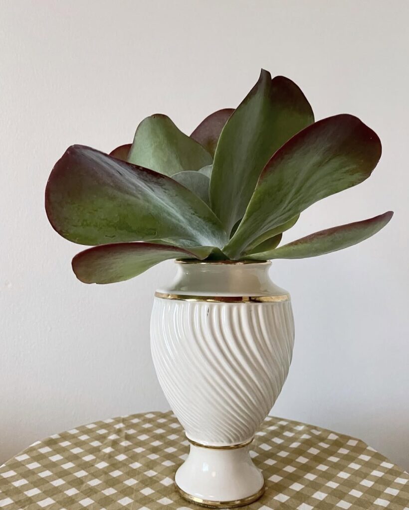 Kalanchoe thyrsiflora