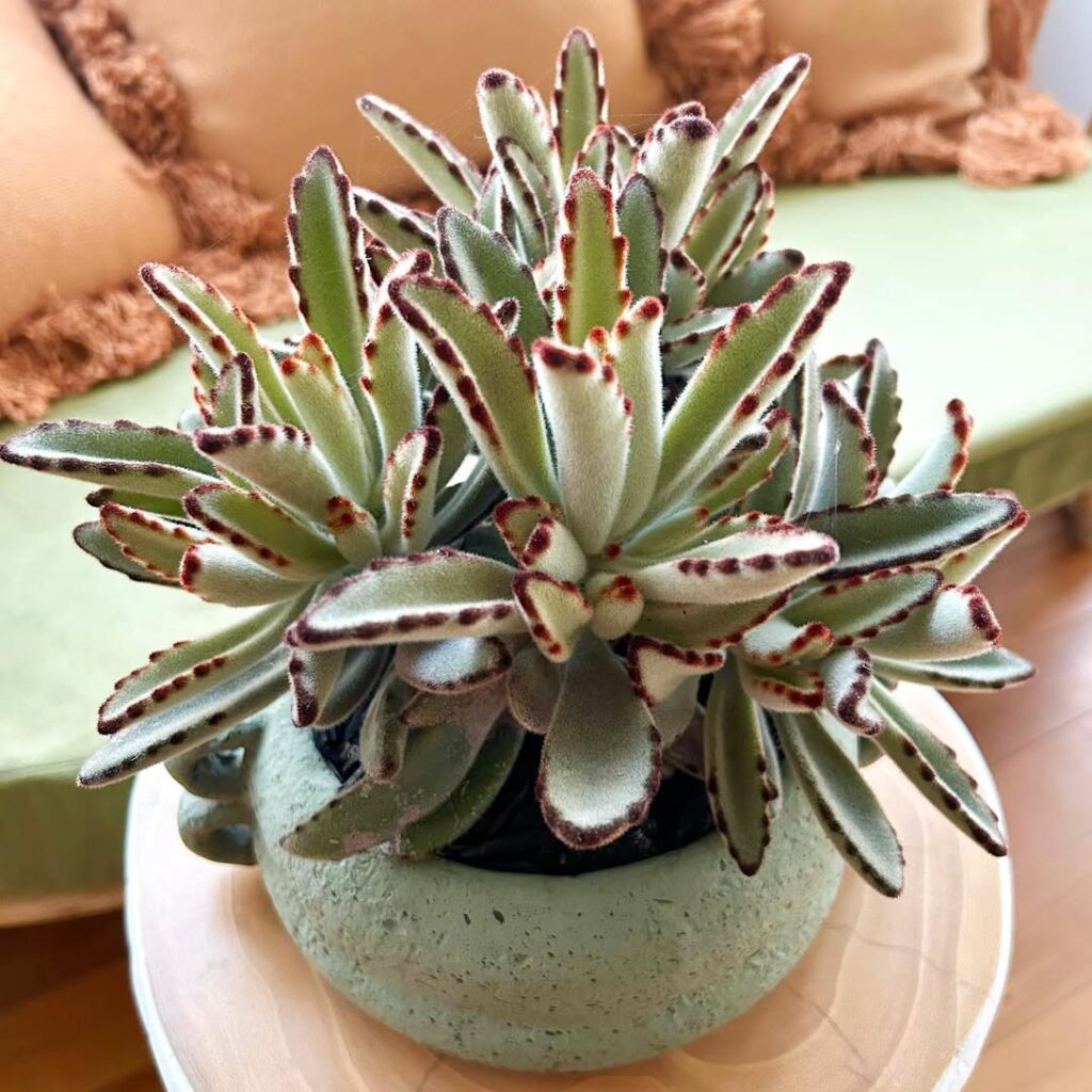 Kalanchoe tomentosa