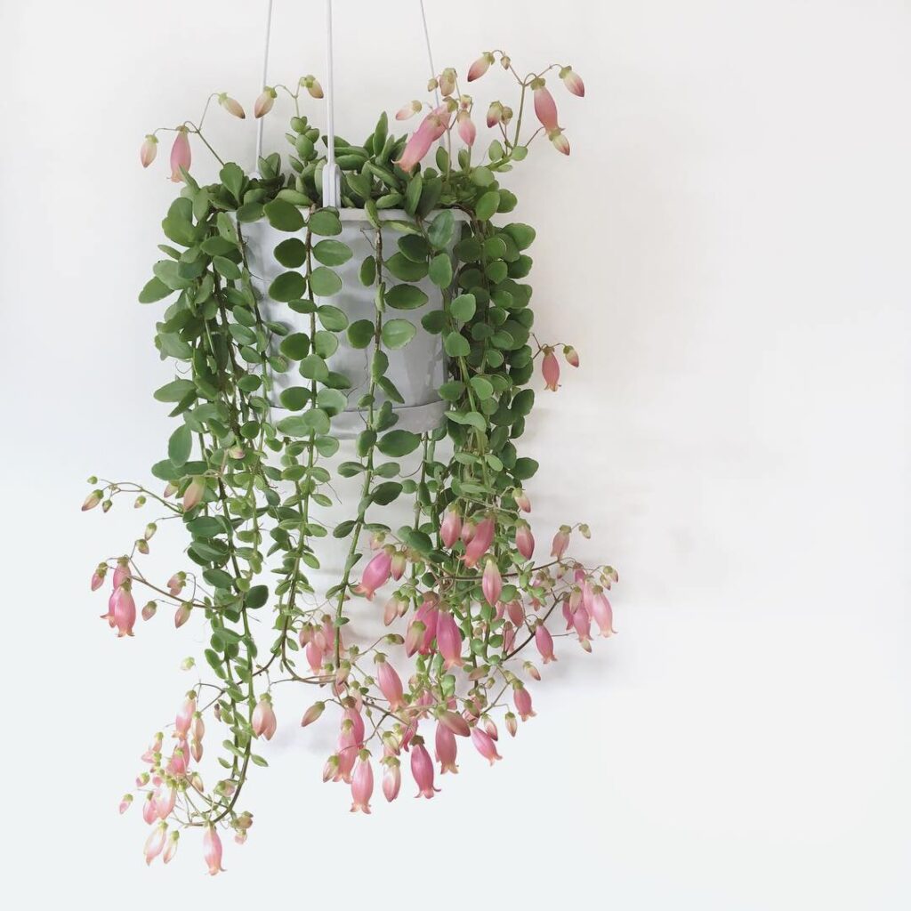 Kalanchoe uniflora