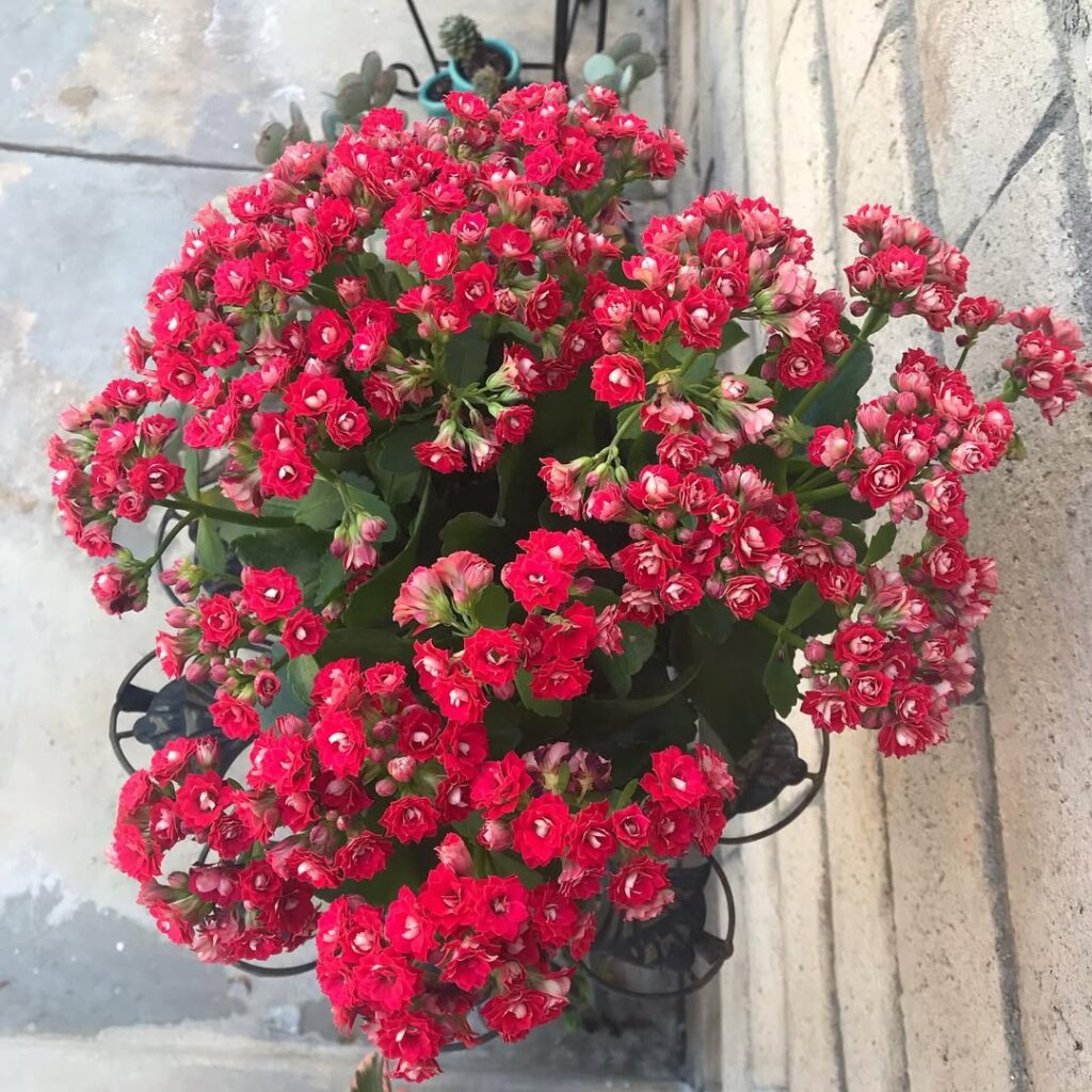 Kalanchoe ‘Calandiva
