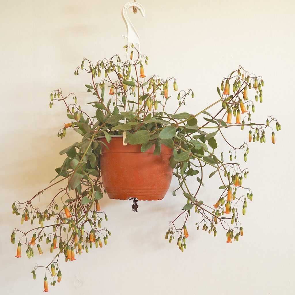 Kalanchoe ‘Tessa