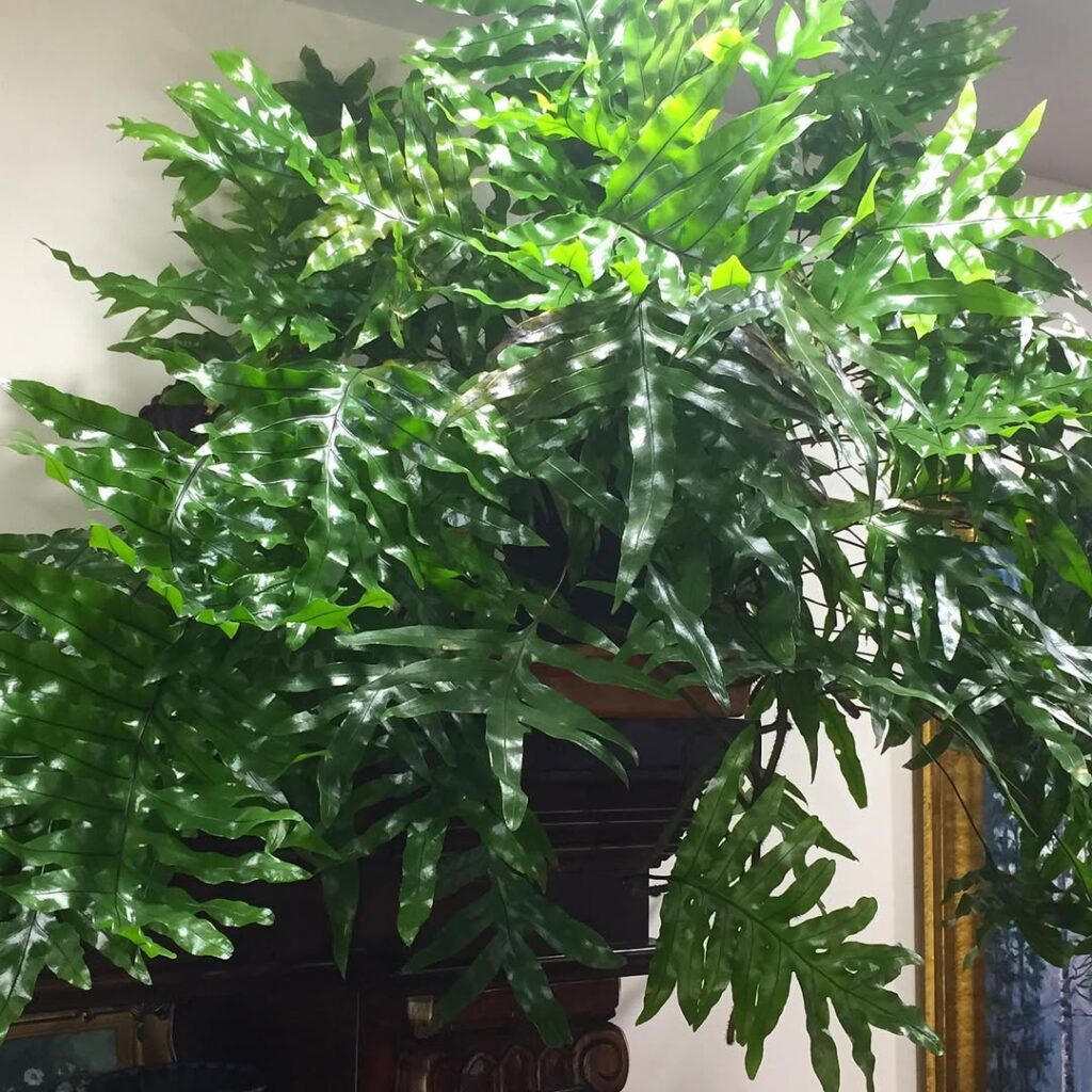 Kangaroo Fern
