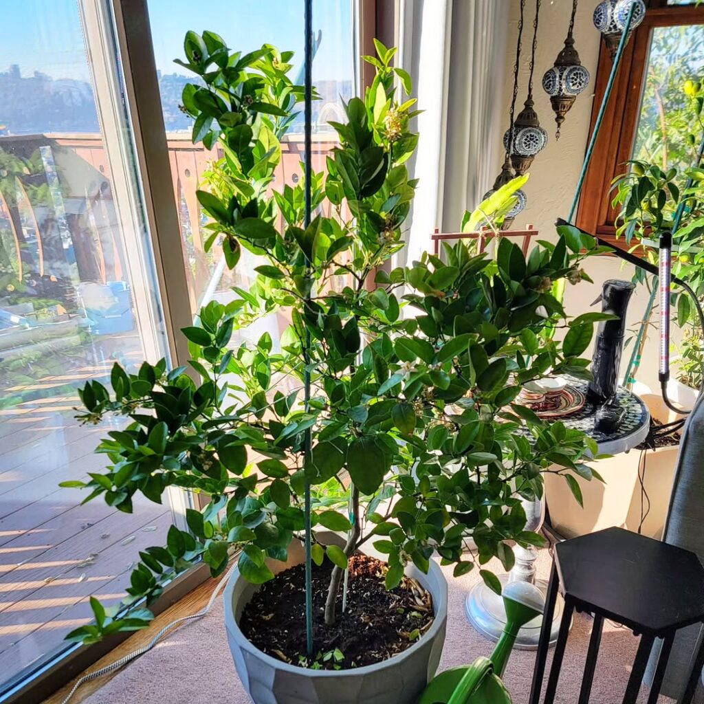 Key Lime Tree