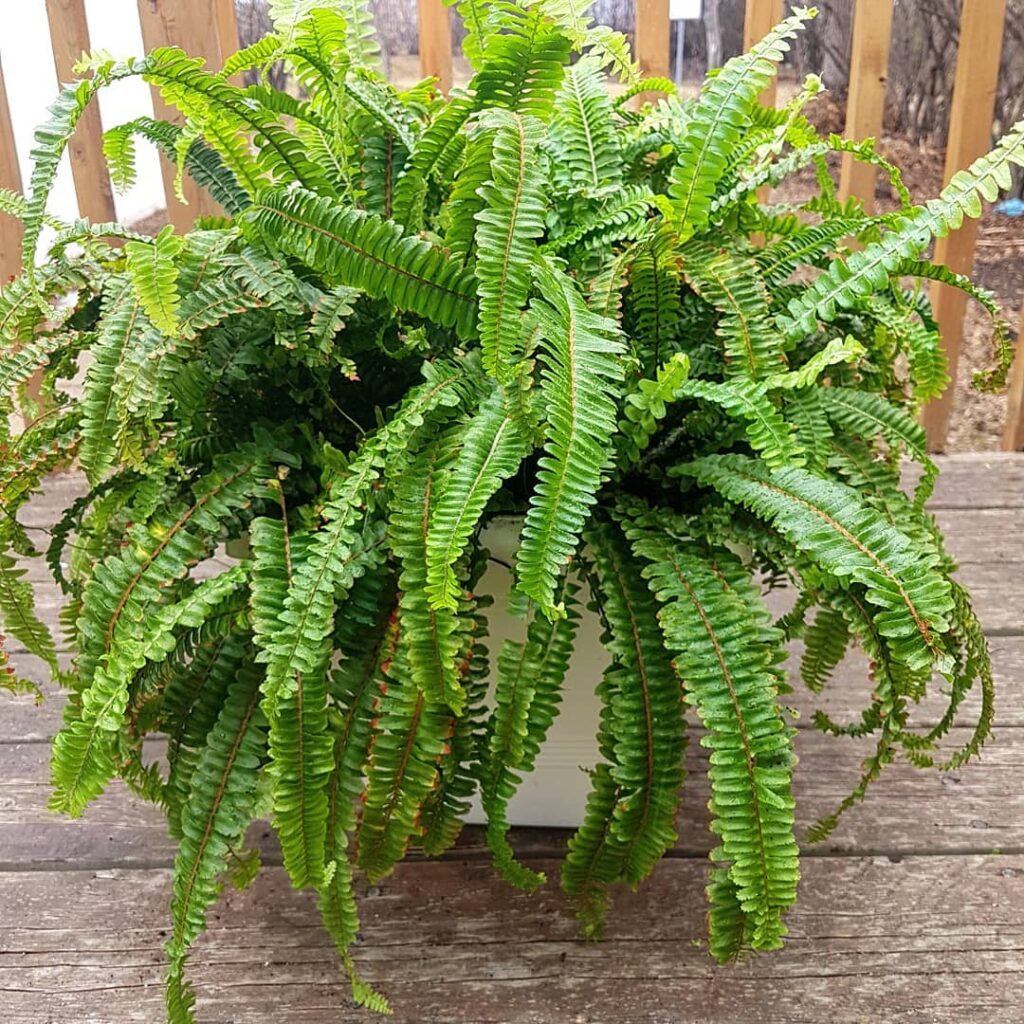 Kimberly Queen Fern