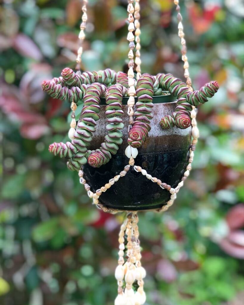 Knotted Chain Crassulata