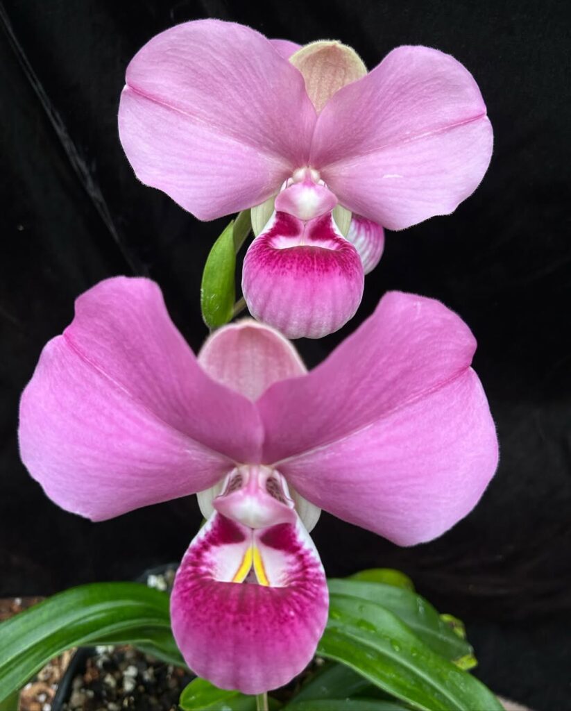 Kovachii orchid