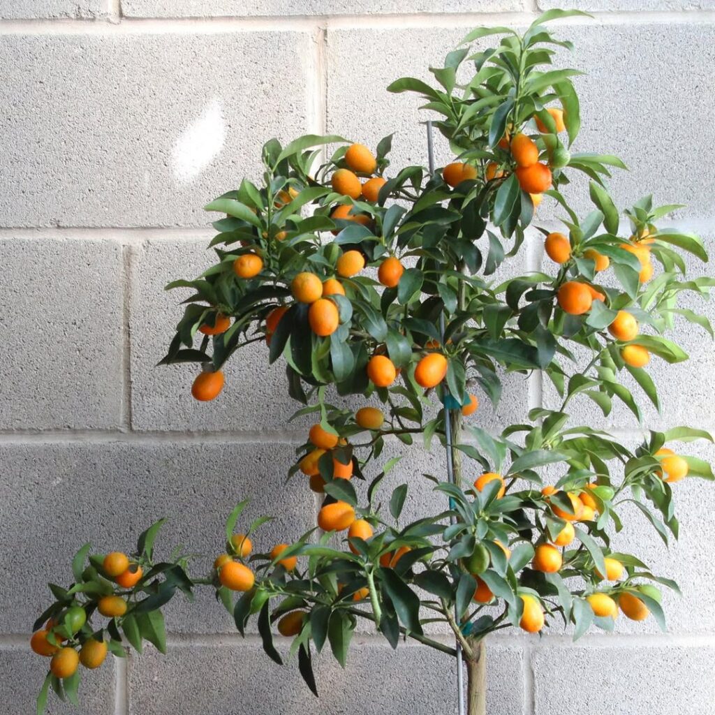 Kumquat Tree 1