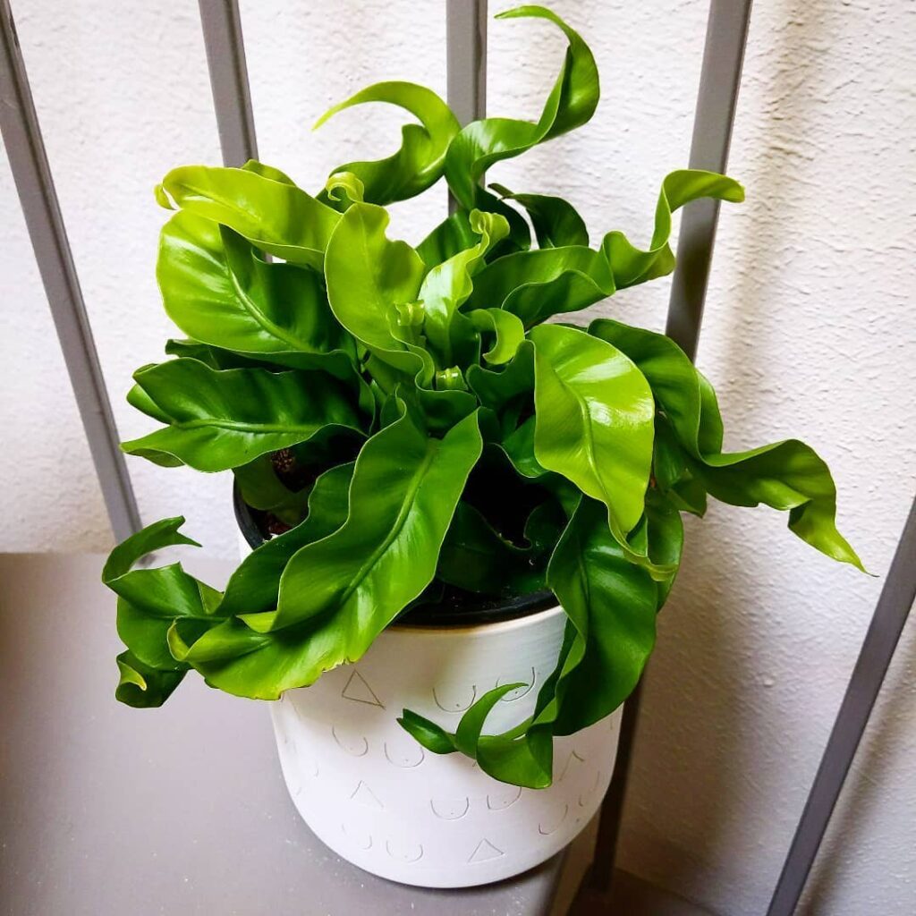 Lacy Birds Nest Fern