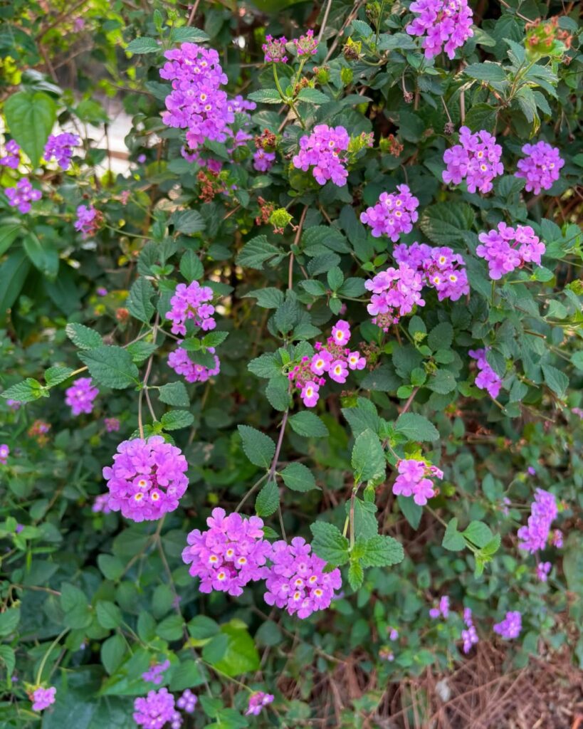 Lantanas