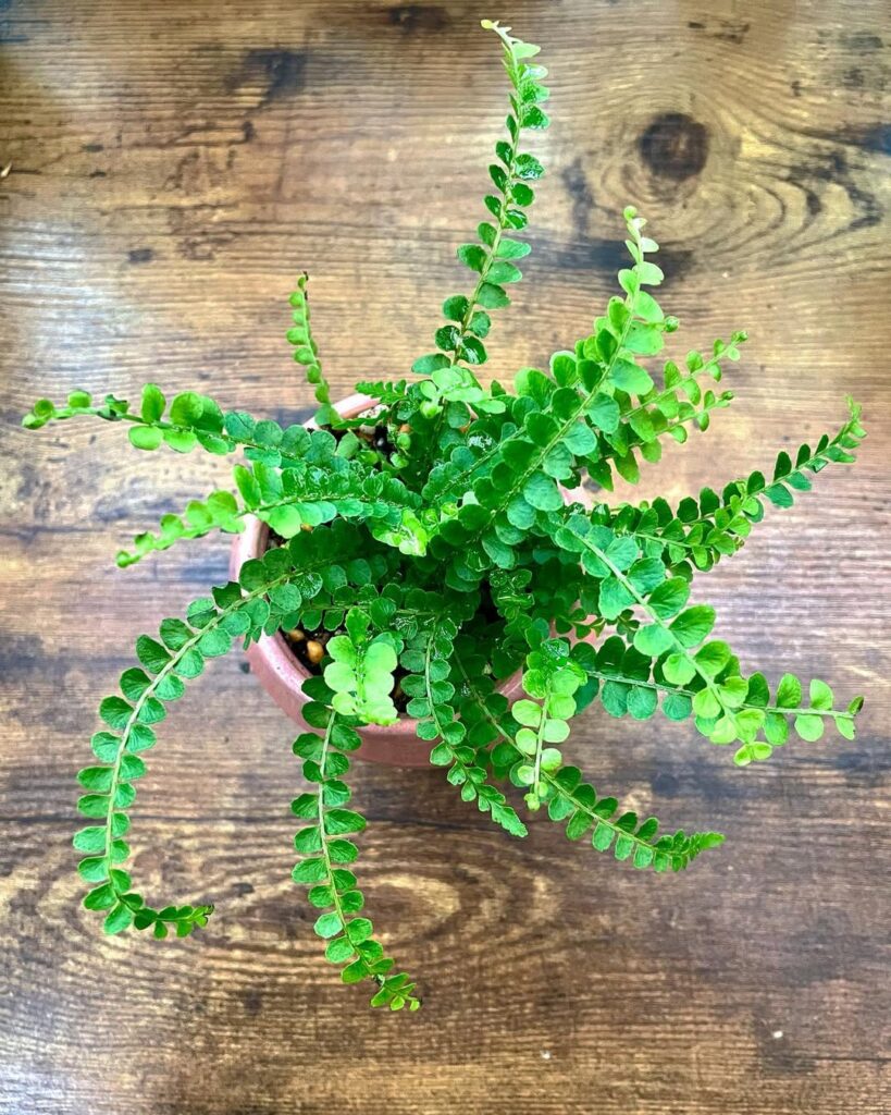 Lemon Button Fern