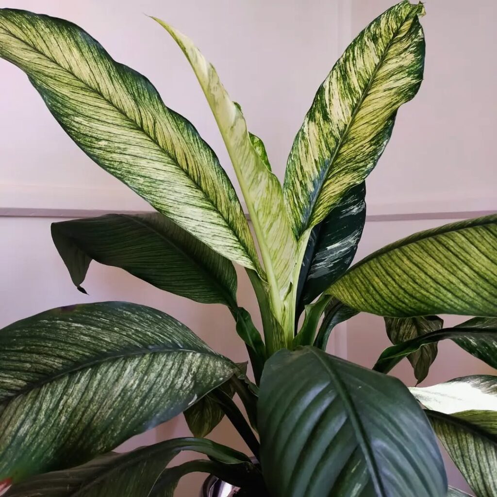 Lemon Yellow Peace Lily