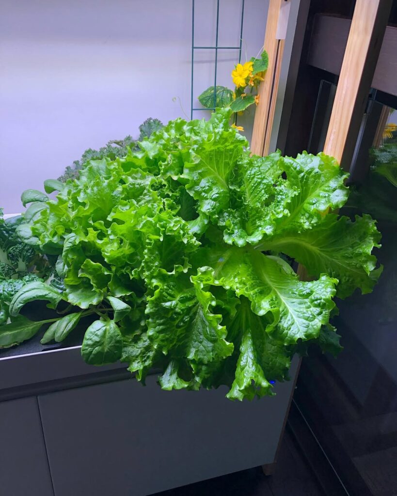 Lettuce