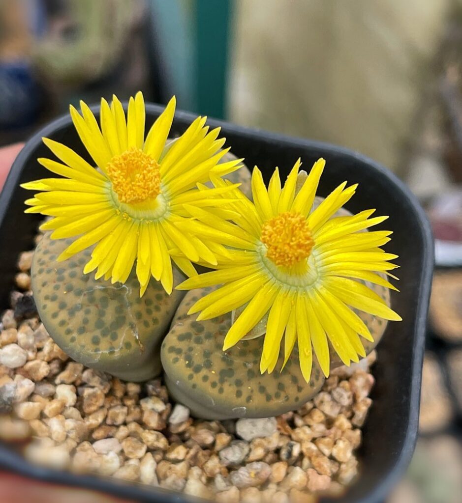 Lithops
