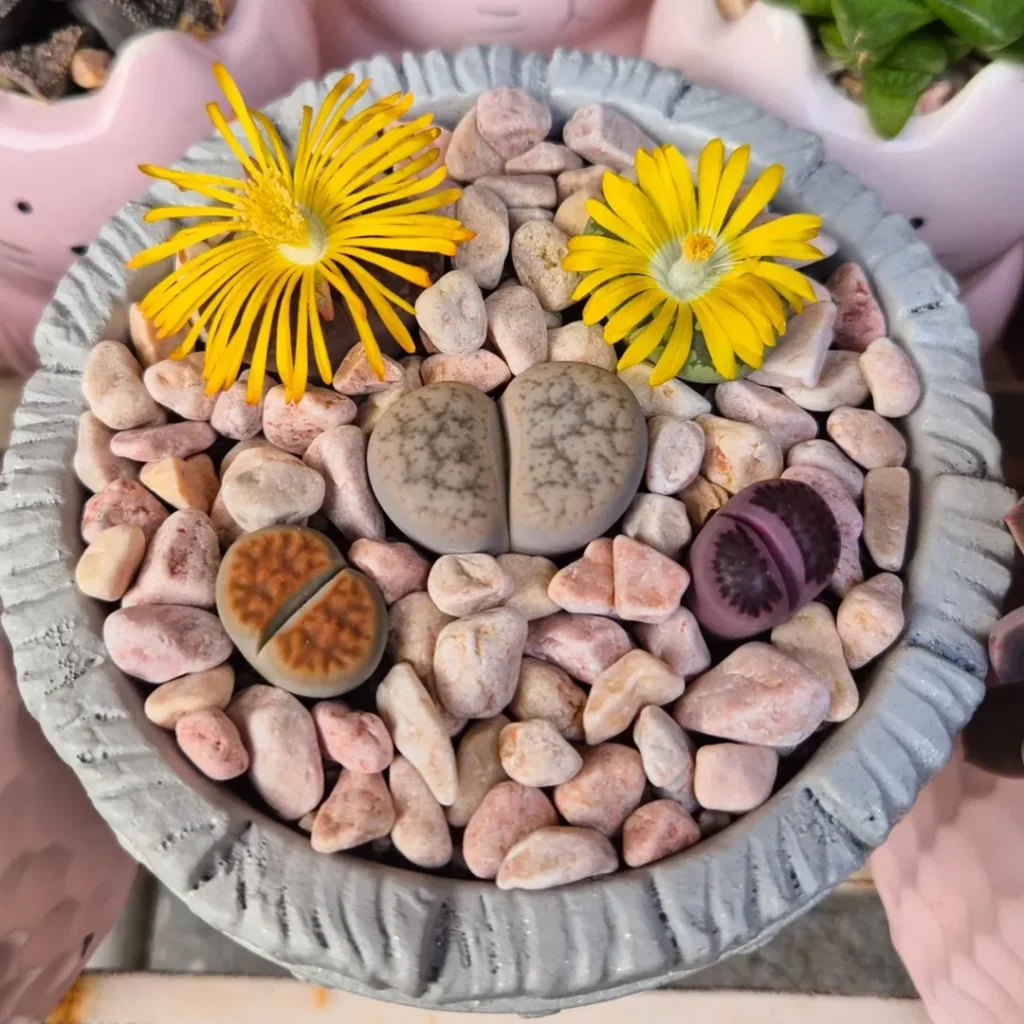 Living Stone Succulents