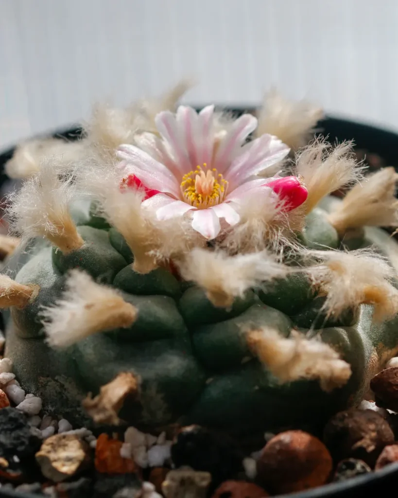 Lophophora williamsii