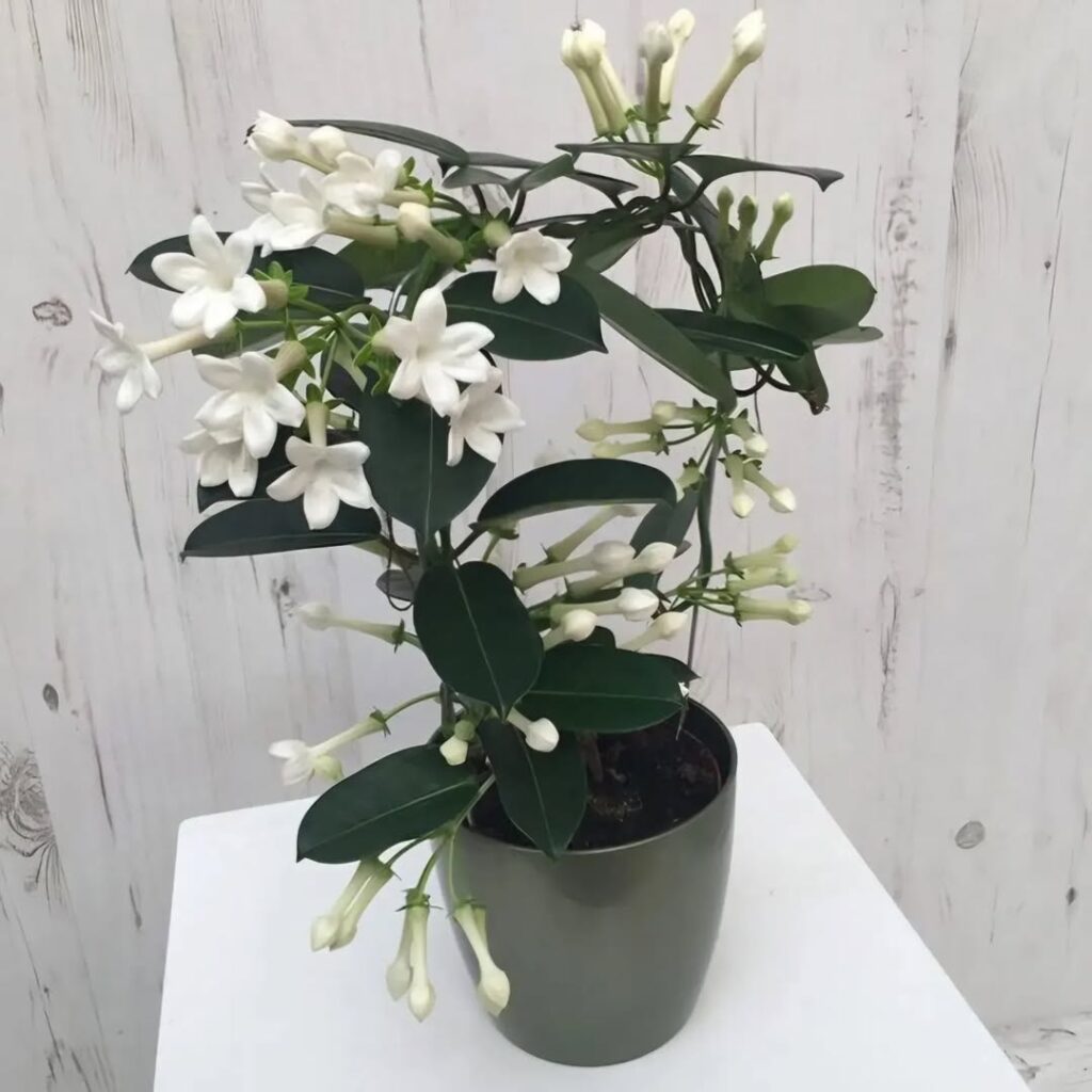 Madagascar Jasmine