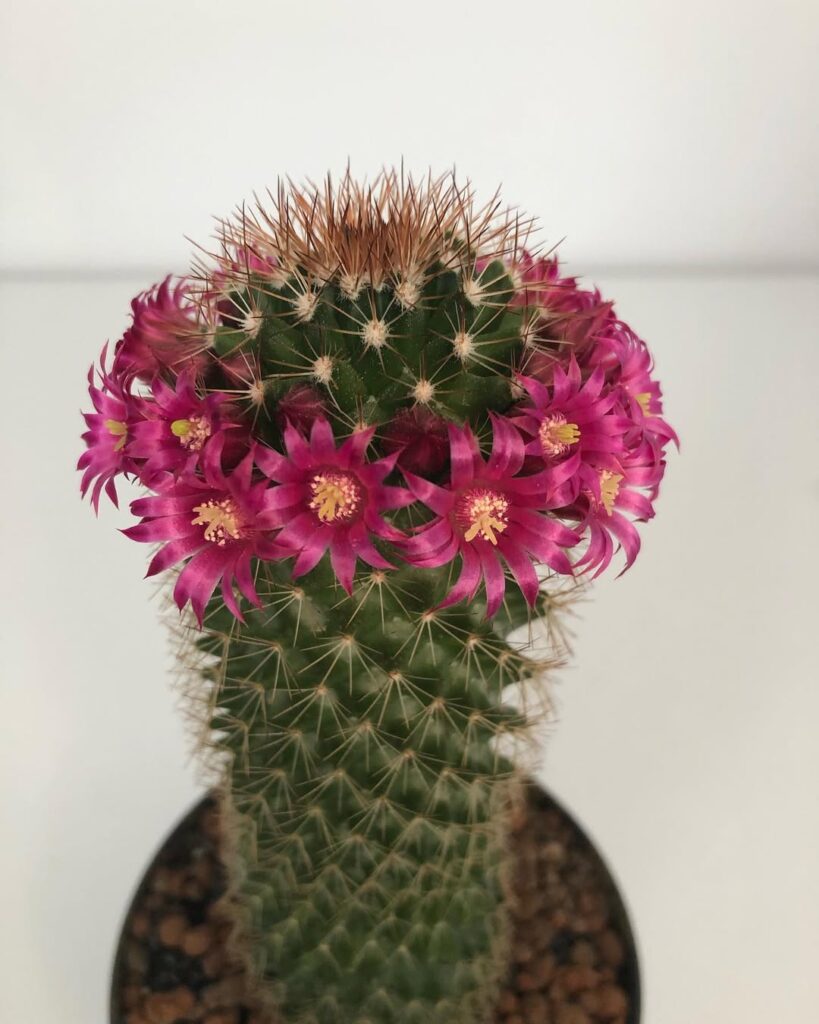 Mammillaria spinosissima