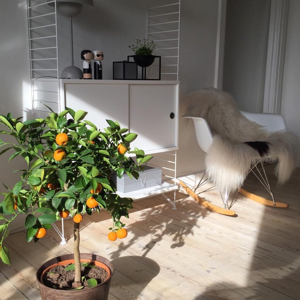 Mandarin Orange Tree