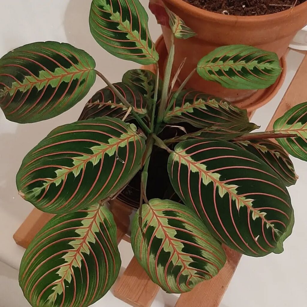 Maranta