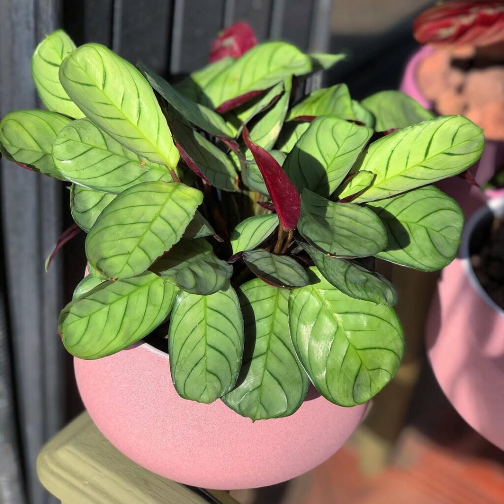 Maranta leuconeura Amabilis